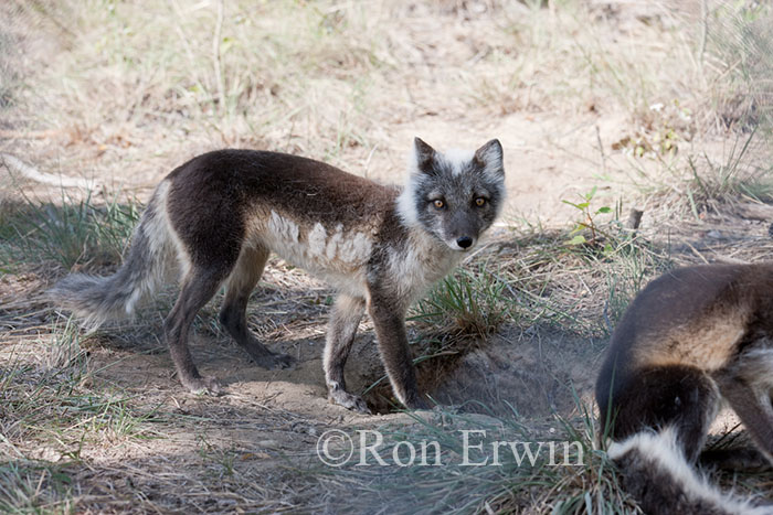 Arctic Foxes
