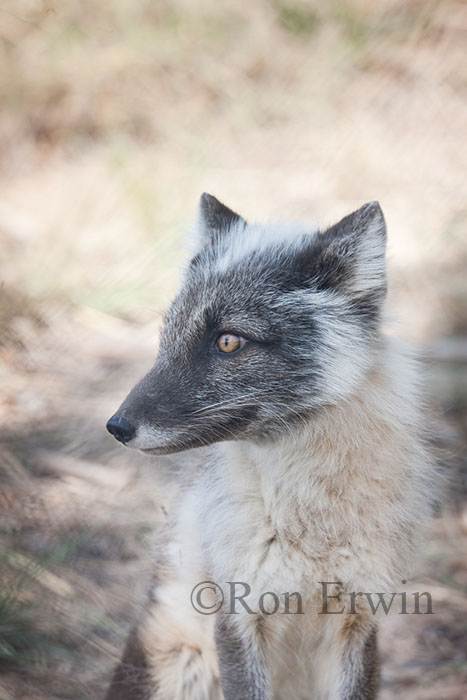 Arctic Fox
