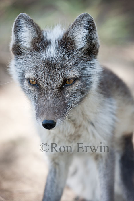 Arctic Fox