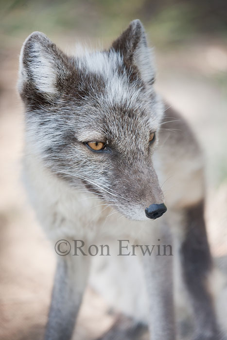 Arctic Fox