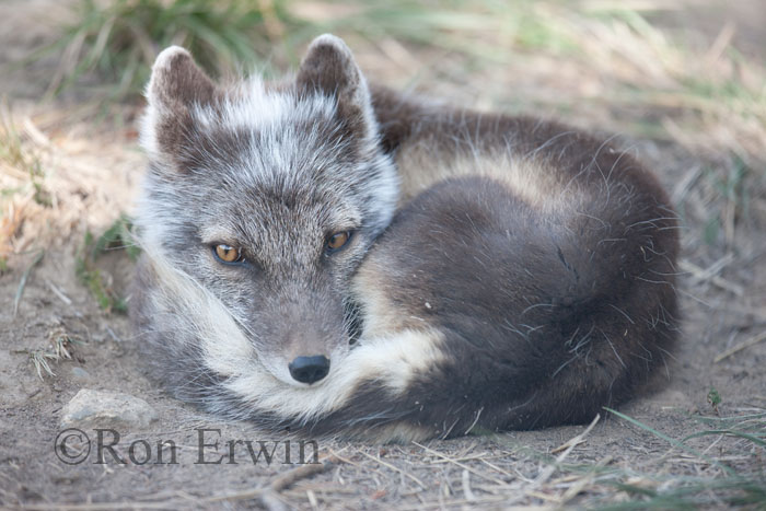 Arctic Fox