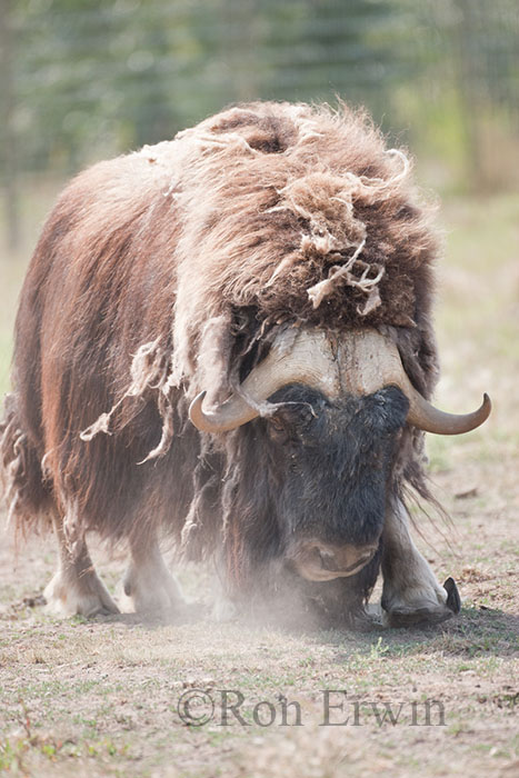 Muskox