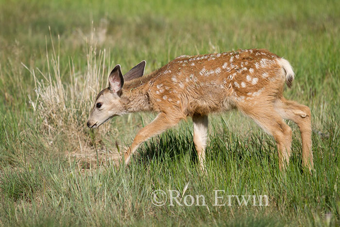 Mule Deer Fawn