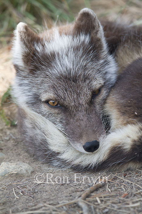 Arctic Fox