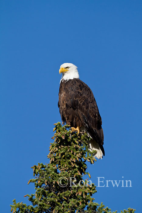 Bald Eagle