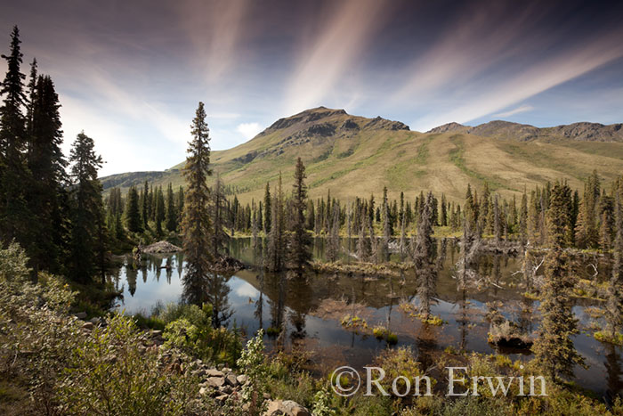 Tombstone Park Wetlands