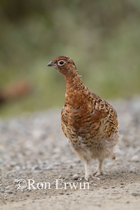 Male Willow Ptarmigan