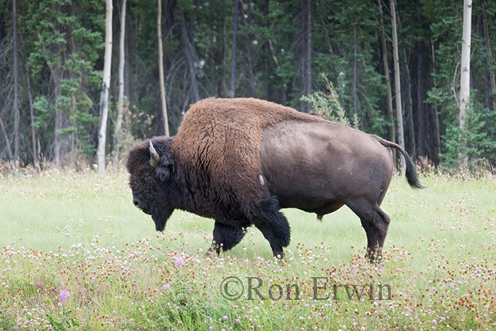 Wood Bison