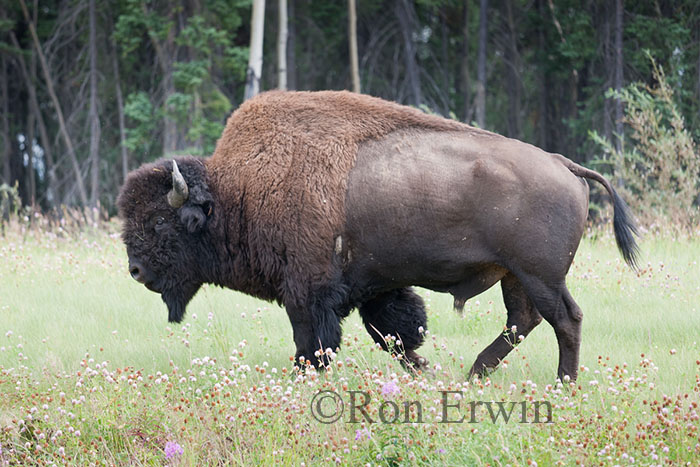Wood Bison