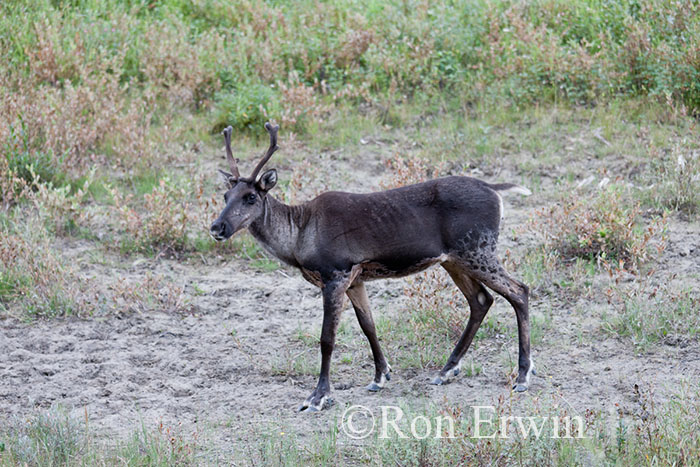 Woodland Caribou
