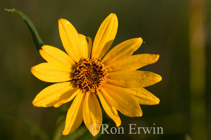 Narrow-leaved Sunflowers