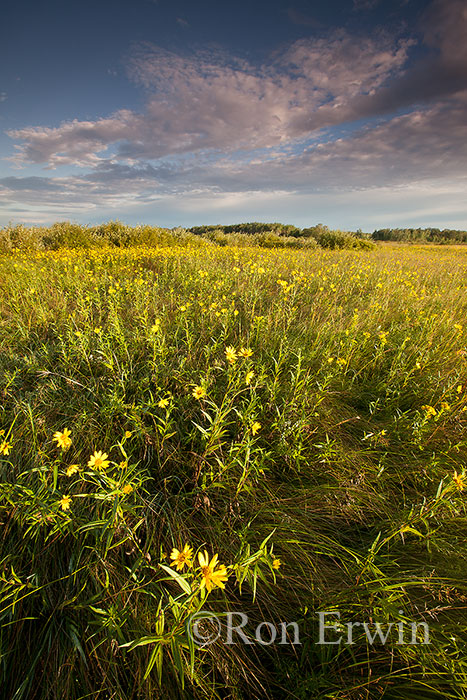 Native Sunflower Meadow