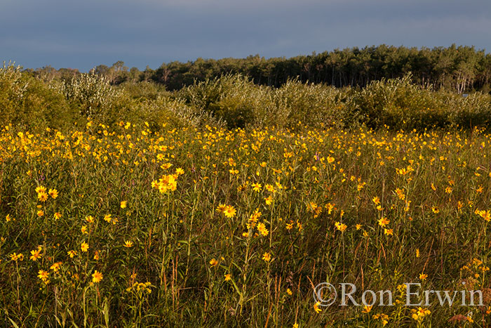 Native Sunflower Meadow