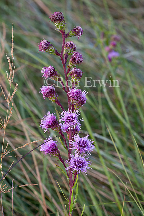 Meadow Blazingstar