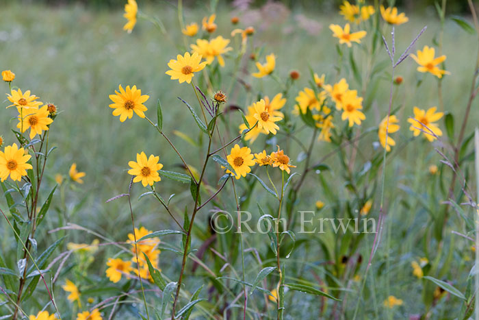 Narrow-leaved Sunflowers