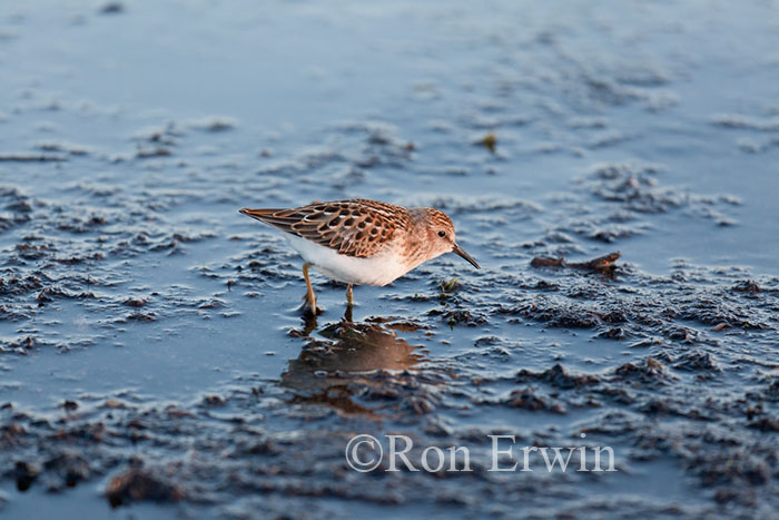 Least Sandpiper Juvenile