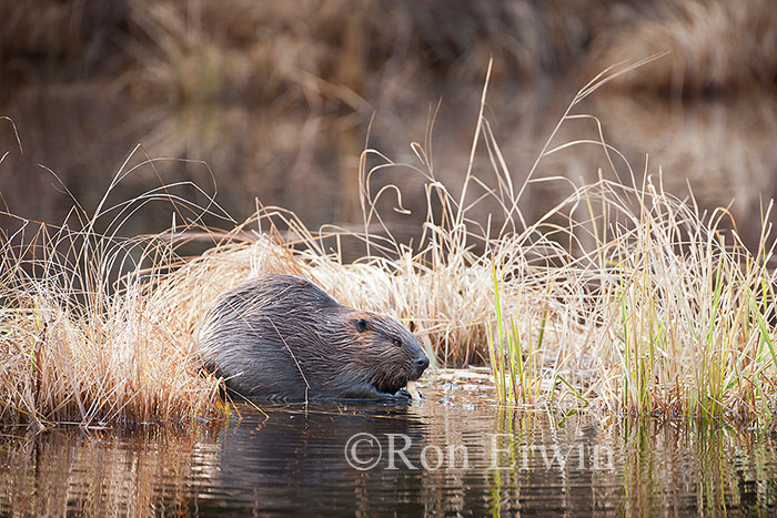 Beaver in Wetlands