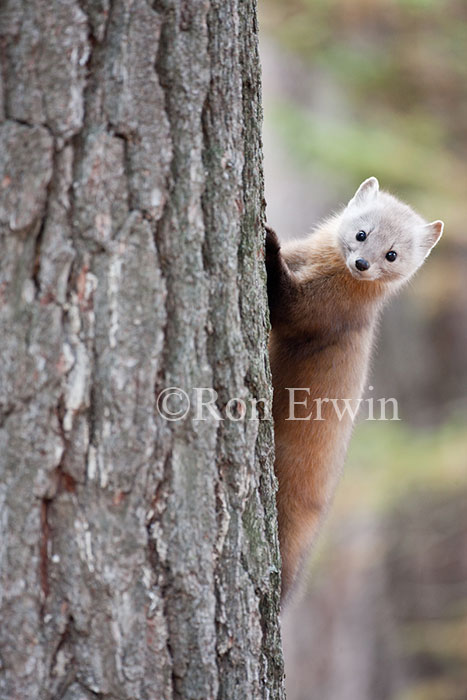 American Marten