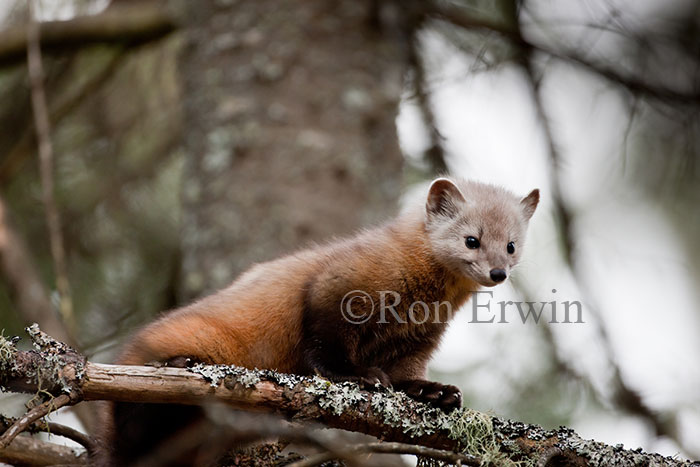 American Marten