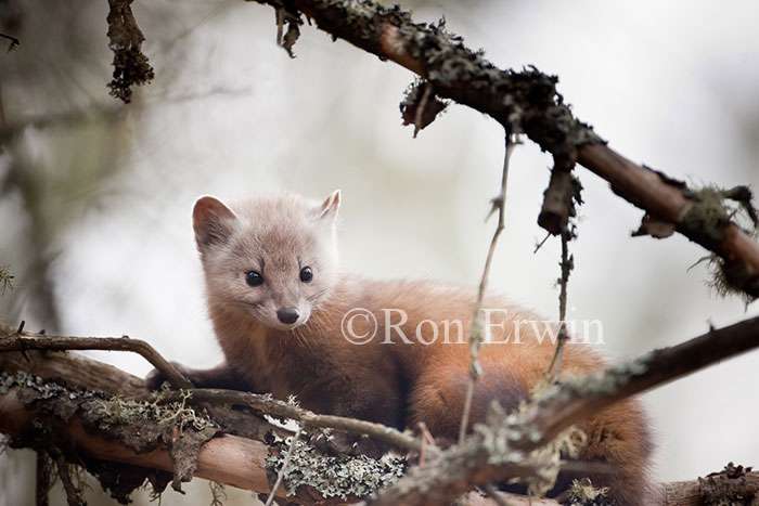 American Marten