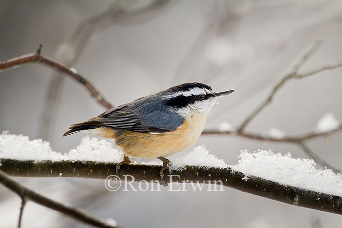 Red-breasted Nuthatch