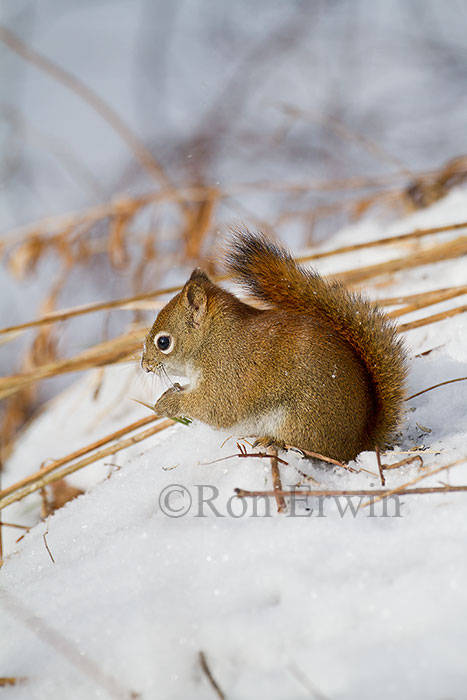 American Red Squirrel