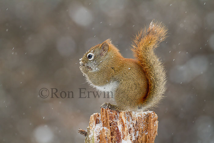 American Red Squirrel