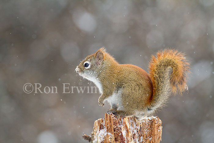 American Red Squirrel