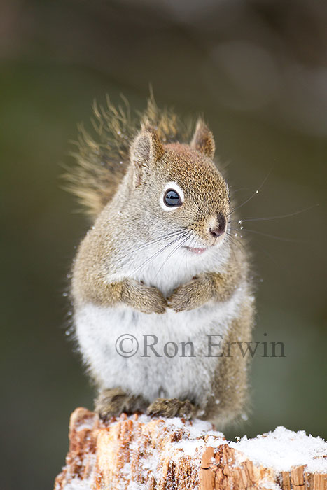 American Red Squirrel