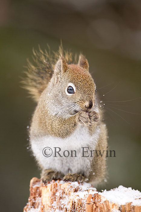 American Red Squirrel