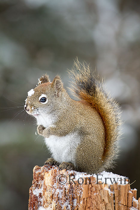 American Red Squirrel