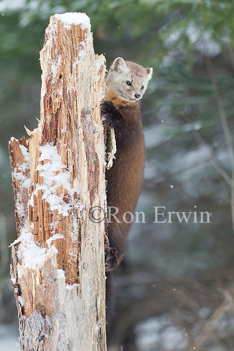 American Marten