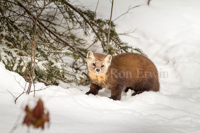 American Marten