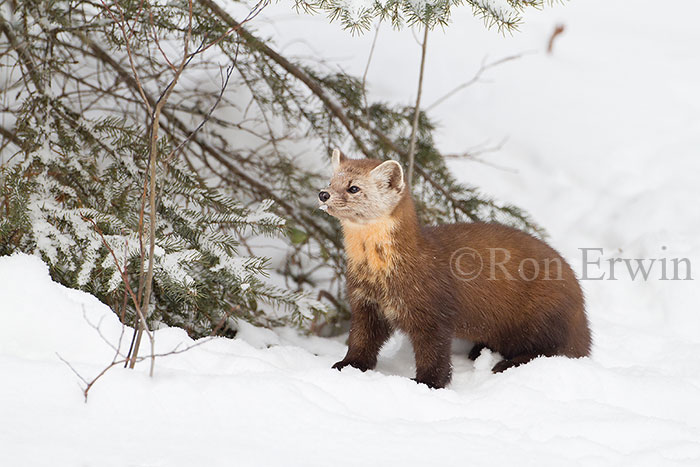 American Marten