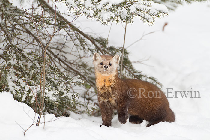 American Marten