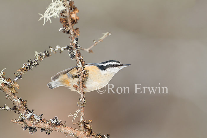 Red-breasted Nuthatch