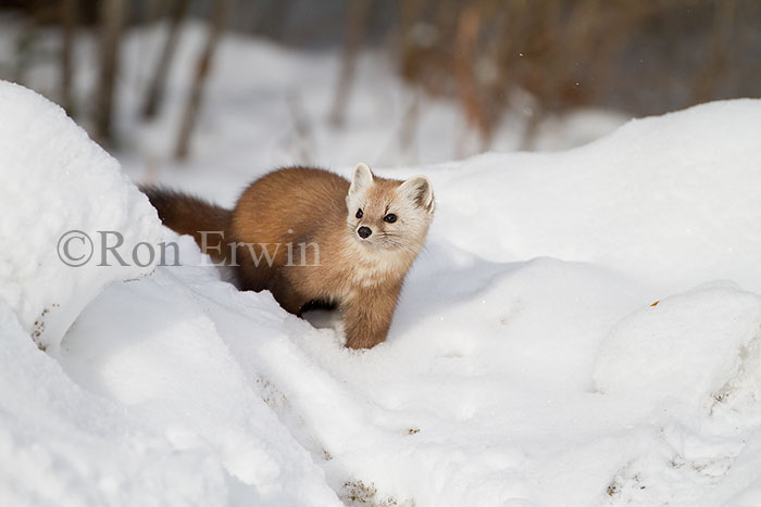 American Marten
