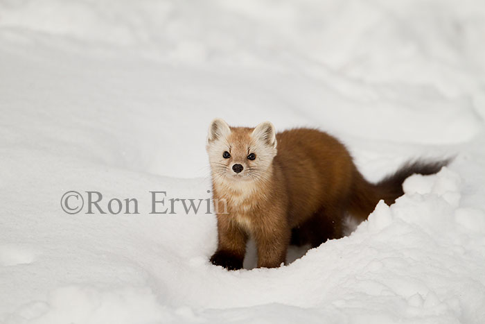 American Marten