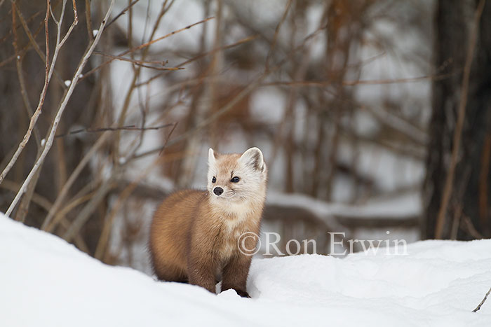 American Marten