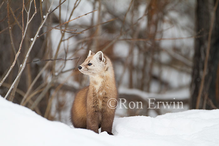 American Marten