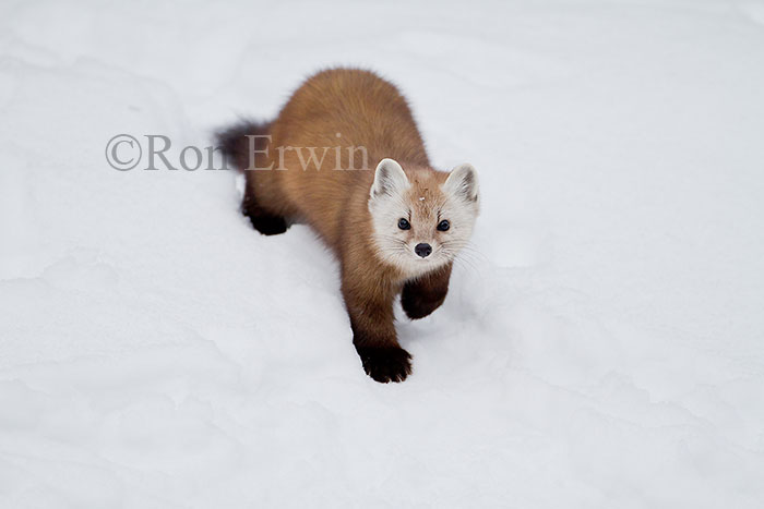 American Marten