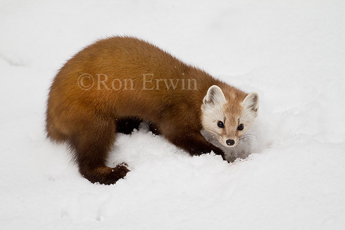 American Marten