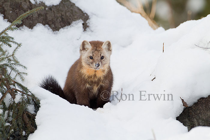 American Marten