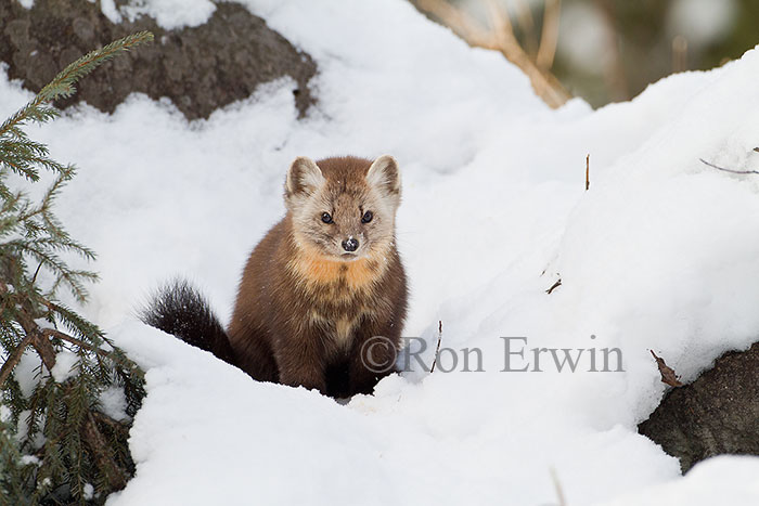 American Marten