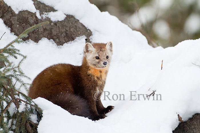 American Marten