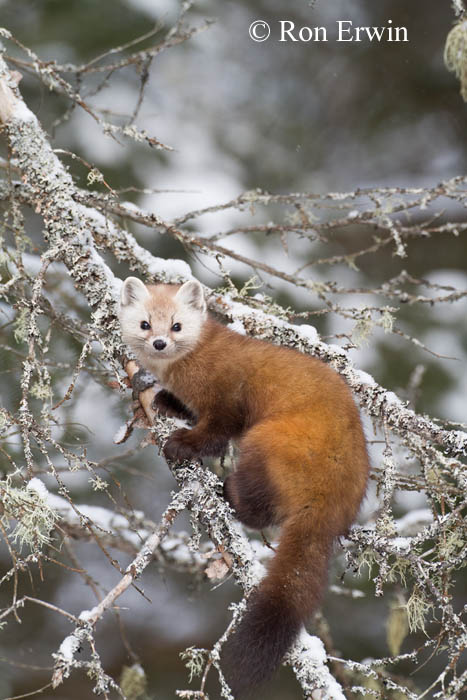 Pine Marten