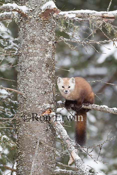 American Marten