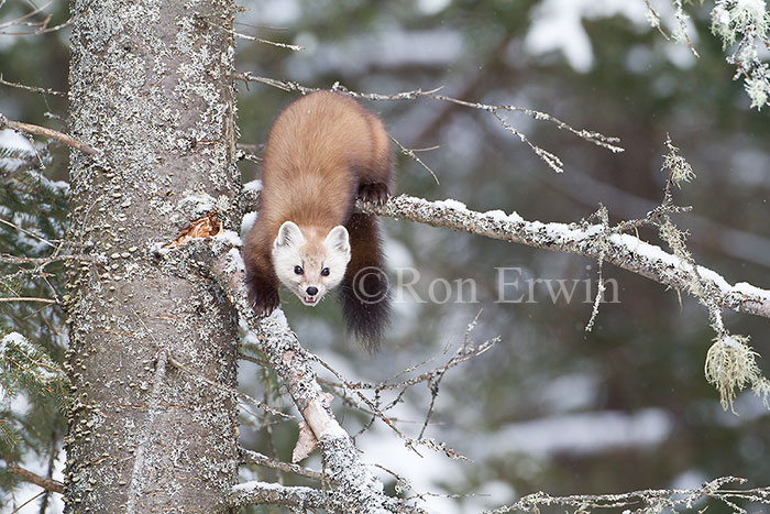 American Marten