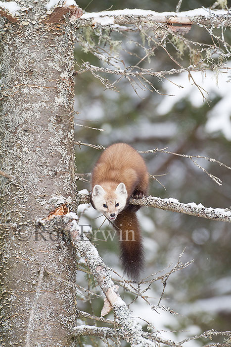 American Marten