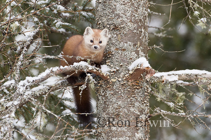 American Marten